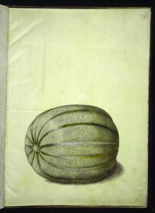 Cucumis melo (Melone)