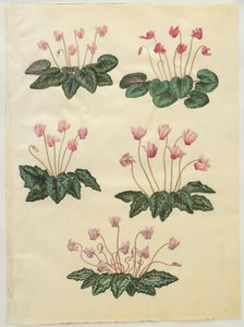 Alpenveilchen purpurascens; Alpenveilchen hederifolium von Hans Simon Holtzbecker