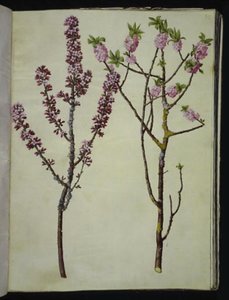 Daphne mezereum (Seidelbast)