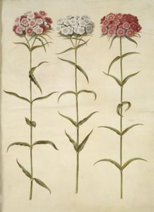 Dianthus barbatus (Bartnelke)