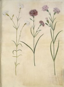Federnelke (Dianthus plumarius)