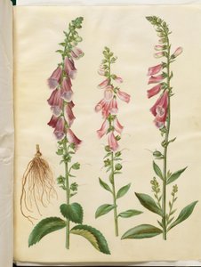 Digitalis purpurea (gemeiner Fingerhut)