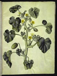 Ecballium elaterium (Spritzgurke)