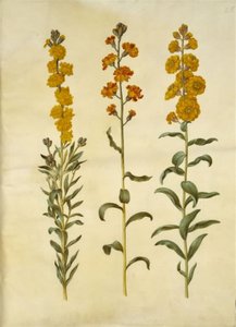 Goldlack (Erysimum cheiri)