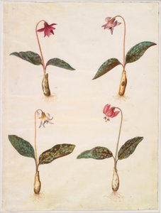 Erythronium dens-canis (echter Hundszahn)