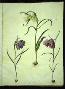 Schachbrettblume (Fritillaria meleagris)