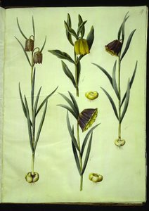 Schachbrettblume; Goldene Schachbrettblume oder Röhren-Schachbrettblume & Moggridgei; Berg-Schachbrettblume