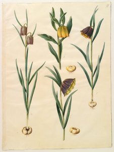 Fritillaria meleagris; Fritullaria lutea oder Fritullaria latifolia var lutea; Fritillaria pyrenaica
