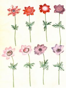 Gc25 Anemone coronaria