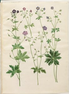 Geranium phaeum (Wellenblättriger Storchschnabel); Geranium sylvaticum (Wald-Storchschnabel) von Hans Simon Holtzbecker