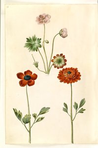 Geranium sanguineum striatum (gestreifter Storchschnabel); Ranunculus asiaticus (Garten-Ranunkel) von Hans Simon Holtzbecker