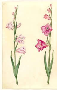 Gladiolus communis (Gewöhnliche Gladiole)