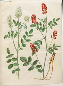 Hedysarum coronarium (Roter Hahnenklee)