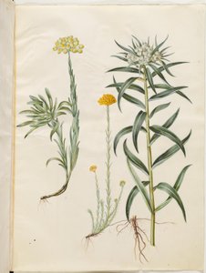 Helichrysum orientale (Strauch-Strohblume); Helichrysum Stoechas (stinkende Strohblume); Anaphalis margaritacea (gewöhnliche Perlenkörbchen) von Hans Simon Holtzbecker