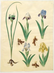 Hermodactylus tuberosus (Hermesfinger); Iris pumila (Zwergiris) oder Iris lutescens (Zwergiris)