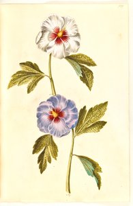 Hibiscus syriacus (Syrische Rose) von Hans Simon Holtzbecker