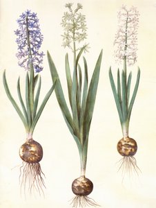 Hyacinthoides orientalis simp et pl von Hans Simon Holtzbecker