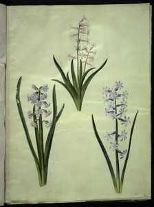Hyacinthus orientalis (gewöhnliche Hyazinthe)
