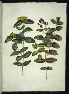 Johanniskraut (Hypericum androsaemum) von Hans Simon Holtzbecker