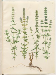 Hyssopus officinalis (echter Ysop) von Hans Simon Holtzbecker