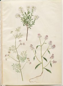 Iberis sempervirens (Schneepolster); Coriandrum sativum (gewöhnlicher Koriander); Iberis amara (bittere Schleifenblume)