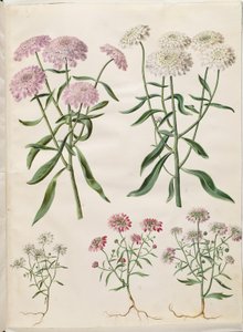 Iberis umbellata (Schleifenblume); Iberis amara (Bittere Schleifenblume) von Hans Simon Holtzbecker