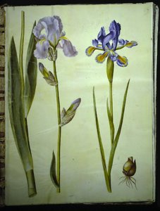 Garten-Schwertlilie (Iris ×germanica); Spanische Iris (Iris xiphium)