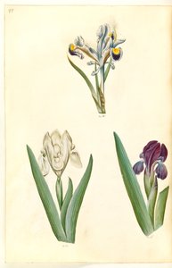 Iris persica (Persische Iris); Iris lutescens oder Iris pumila (?) (Zwerg-Iris oder niedrige Iris)