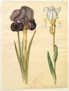Iris susiana (Trauer-Iris); Iris ×florentina (Veilchenwurzel)