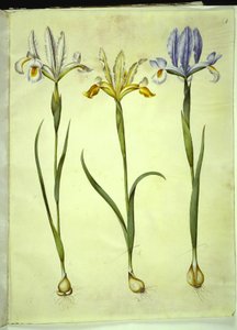 Iris xiphium (spanische Iris) oder Iris latifolia (englische Iris); Iris xiphium (spanische Iris) von Hans Simon Holtzbecker