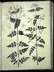 Echter Jasmin (medizinischer Jasmin)