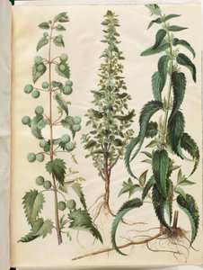 Urtica pilulifera (römische Brennnessel); Urtica urens (kleine Brennnessel); Urtica dioica (große Brennnessel)