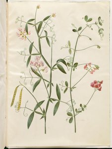 Lathyrus sylvestris (Wald-Platterbse); Lathyrus tuberosus (Knollen-Platterbse)