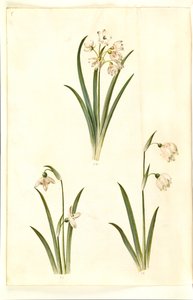 Leucojum aestivum (Sommer-Knotenblume); Galanthus nivalis (Gemeines Schneeglöckchen); Leucojum vernum (Frühlings-Knotenblume)