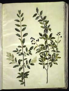 Ligustrum vulgare (Gewöhnlicher Liguster)