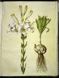 Lilium candidum (Madonnenlilie)
