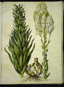 Lilium candidum (Madonnen-Lilie)