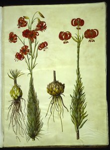 Lilium chalcedonicum (rote Turbanlilie)