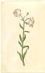 Lilium martagon (Türkenbundlilie) von Hans Simon Holtzbecker