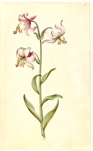 Lilium martagon (Türkenbund-Lilie) von Hans Simon Holtzbecker