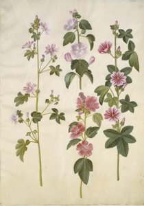 Malva sylvestris (gewöhnliche Malve); Lavatera thuringiaca (deutsche Pappelrose)