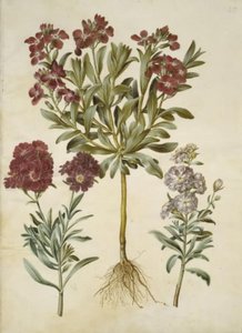 Matthiola incana (Winterlevkoje) von Hans Simon Holtzbecker