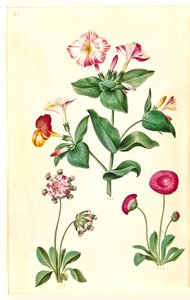 Mirabilis jalapa (Wunderblume); Bellis perennis (Gänseblümchen)