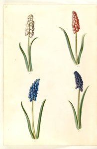Muscari botryoides (gewöhnliche Traubenhyazinthe)