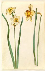 Narcissus ×medioluteus (zweiblütige Narzisse); Narcissus ×incomparabilis (Gartennarzisse) von Hans Simon Holtzbecker