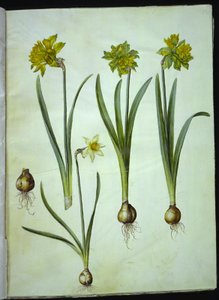 Narcissus pseudonarcissus; Narcissus ? ×incomparabilis (Garten-Narzisse) von Hans Simon Holtzbecker