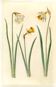 Narcissus pseudonarcissus moschatus (Moschus-Narzisse); Narcissus bulbocodium (Reifrock-Narzisse); Narcissus pseudonarcissus (Osterglocke) von Hans Simon Holtzbecker
