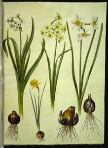 Narcissus tazetta (Tazette); Narcissus ×medioluteus (Zweiblütige Narzisse); Narcissus bulbocodium (Reifrock-Narzisse) von Hans Simon Holtzbecker