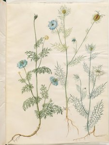 Nigella sativa (Schwarzkümmel); Nigella damascena (Jungfer im Grünen) von Hans Simon Holtzbecker