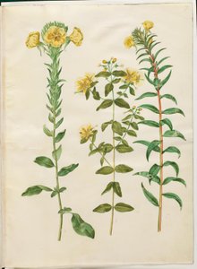 Oenothera biennis (zweijährige Nachtkerze); Hypericum hircinum (stinkendes Johanniskraut); Oenothera rubricaulis (rotfrüchtige Nachtkerze) von Hans Simon Holtzbecker